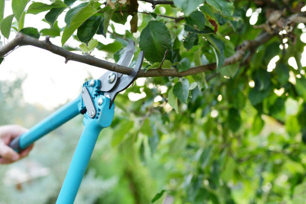 Trusted Cookson, OK Tree Service Experts